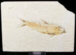 Bargain Knightia Fossil Fish - Wyoming #18300-1